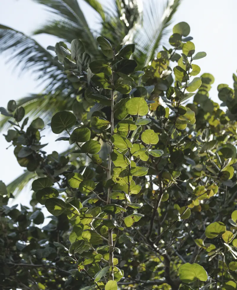 Armani/Casa Residences Pompano Beach — jardines y áreas comunes del proyecto